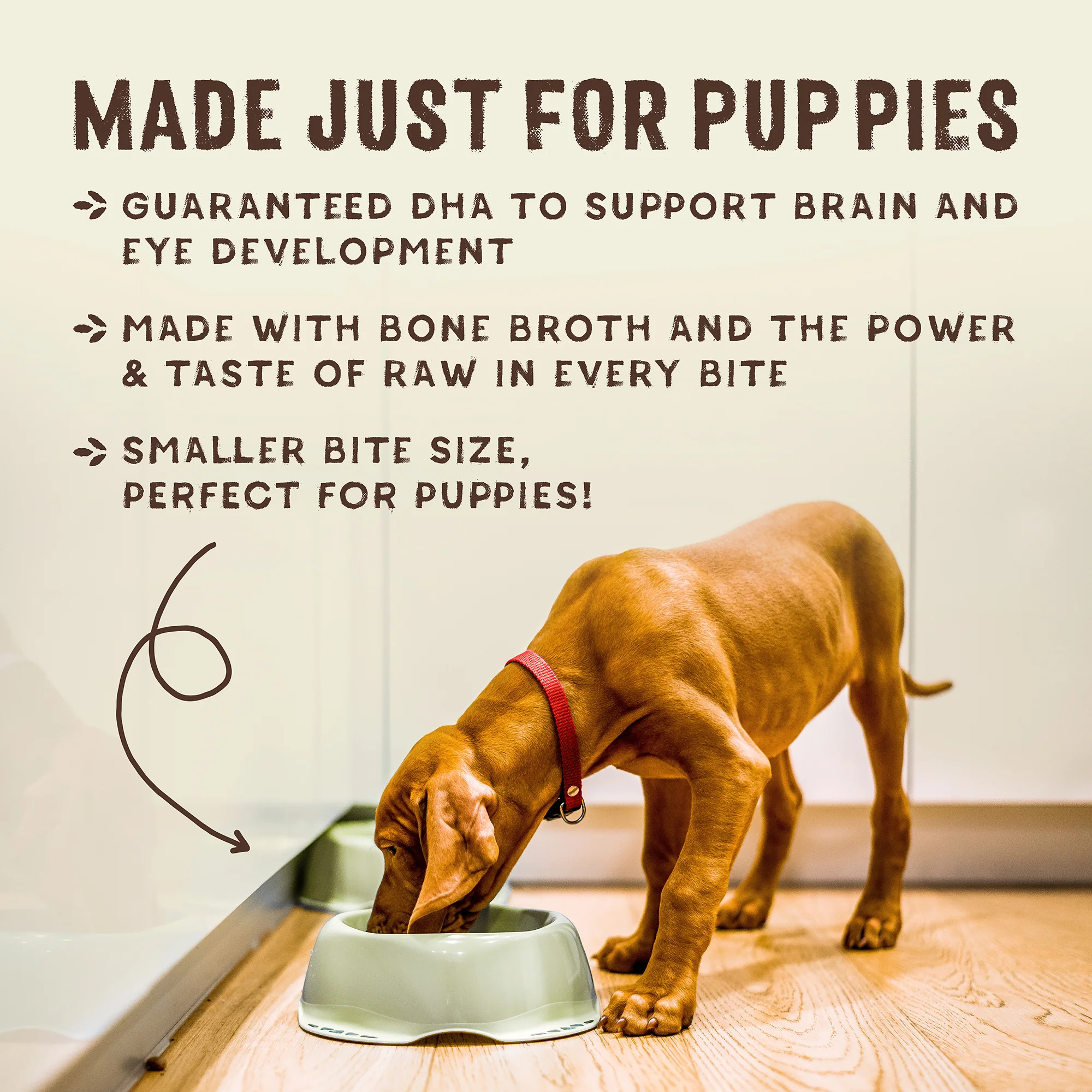 SuperBlends Raw Coated Kibble: Chicken, Salmon + Superfoods for Puppies - Image 9